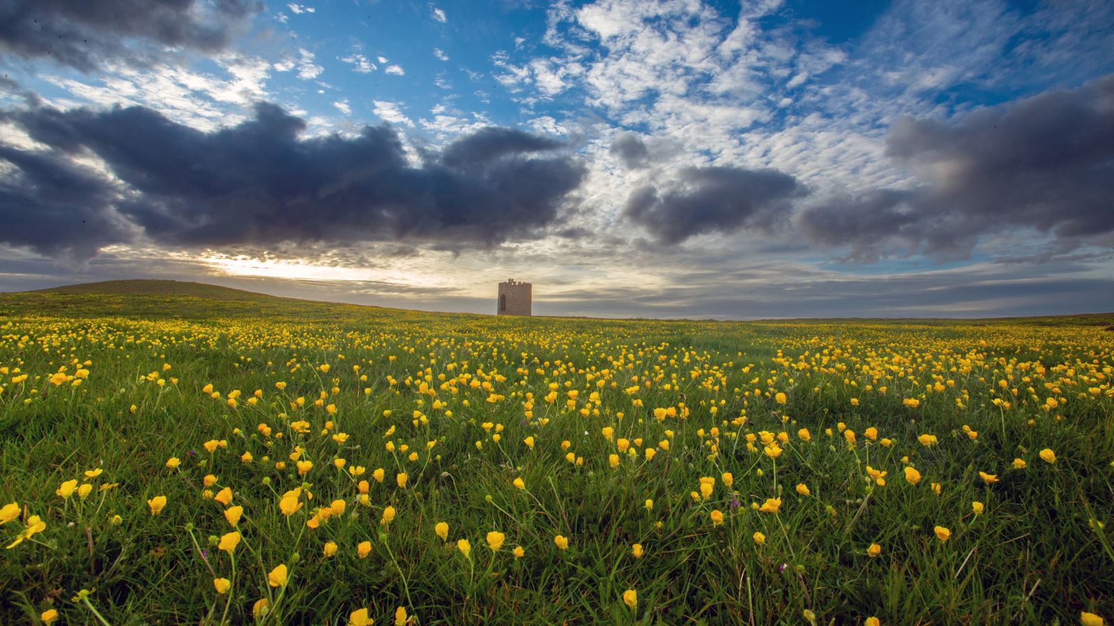 A field of yellow buttercups lead the way to the Uphill viewing tower near Weston-super Mare